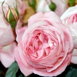 'Voyage'® Rosa X 'Voyage'® (Storblomstrende) A-Kvalitet,- Barrods Roser Min. 3 Grene