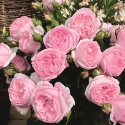 'Voyage'® Rosa X 'Voyage'® (Storblomstrende) A-Kvalitet,- Barrods Roser Min. 3 Grene -Osmo Salgsbutik p35334 53995 rosa x voyage storblomstrende ae77