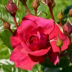 'Aveline™ Renaissance'® Rosa X 'Aveline™ Renaissance'® (Renaissancerose) A-Kvalitet,- Barrods Roser Min. 3 Grene