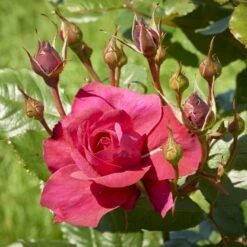 'Aveline™ Renaissance'® Rosa X 'Aveline™ Renaissance'® (Renaissancerose) A-Kvalitet,- Barrods Roser Min. 3 Grene -Osmo Salgsbutik p35342 52097 rosa x aveline renaissance renaissancerose 16f4