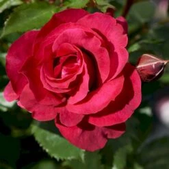 'Aveline™ Renaissance'® Rosa X 'Aveline™ Renaissance'® (Renaissancerose) A-Kvalitet,- Barrods Roser Min. 3 Grene -Osmo Salgsbutik p35342 52098 rosa x aveline renaissance renaissancerose 5ad8