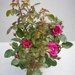 'Aveline™ Renaissance'® Rosa X 'Aveline™ Renaissance'® (Renaissancerose) A-Kvalitet,- Barrods Roser Min. 3 Grene -Osmo Salgsbutik p35342 52099 rosa x aveline renaissance renaissancerose 0ec6