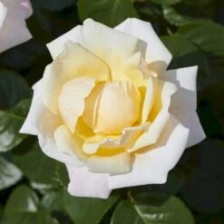 'Baroniet Rosendal™ Renaissance'® Rosa X 'Baroniet Rosendal™ Renaissance'® (Renaissancerose) A-Kvalitet,- Barrods Roser Min. 3 Grene