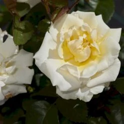 'Baroniet Rosendal™ Renaissance'® Rosa X 'Baroniet Rosendal™ Renaissance'® (Renaissancerose) A-Kvalitet,- Barrods Roser Min. 3 Grene 8 'Baroniet Rosendal™ Renaissance'® Rosa X 'Baroniet Rosendal™ Renaissance'® (Renaissancerose) A-Kvalitet,- Barrods Roser Min. 3 Grene -Osmo Salgsbutik p35344 52108 rosa x baroniet rosendal renaissance renaissancerose 2777