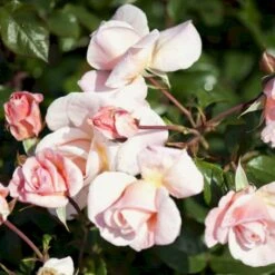 'Baroniet Rosendal™ Renaissance'® Rosa X 'Baroniet Rosendal™ Renaissance'® (Renaissancerose) A-Kvalitet,- Barrods Roser Min. 3 Grene 9 'Baroniet Rosendal™ Renaissance'® Rosa X 'Baroniet Rosendal™ Renaissance'® (Renaissancerose) A-Kvalitet,- Barrods Roser Min. 3 Grene -Osmo Salgsbutik p35344 52109 rosa x baroniet rosendal renaissance renaissancerose 8d17