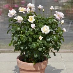 'Baroniet Rosendal™ Renaissance'® Rosa X 'Baroniet Rosendal™ Renaissance'® (Renaissancerose) A-Kvalitet,- Barrods Roser Min. 3 Grene 10 'Baroniet Rosendal™ Renaissance'® Rosa X 'Baroniet Rosendal™ Renaissance'® (Renaissancerose) A-Kvalitet,- Barrods Roser Min. 3 Grene -Osmo Salgsbutik p35344 52110 rosa x baroniet rosendal renaissance renaissancerose 84b2