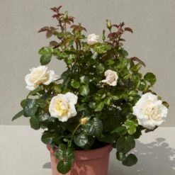 'Baroniet Rosendal™ Renaissance'® Rosa X 'Baroniet Rosendal™ Renaissance'® (Renaissancerose) A-Kvalitet,- Barrods Roser Min. 3 Grene 11 'Baroniet Rosendal™ Renaissance'® Rosa X 'Baroniet Rosendal™ Renaissance'® (Renaissancerose) A-Kvalitet,- Barrods Roser Min. 3 Grene -Osmo Salgsbutik p35344 52111 rosa x baroniet rosendal renaissance renaissancerose beec