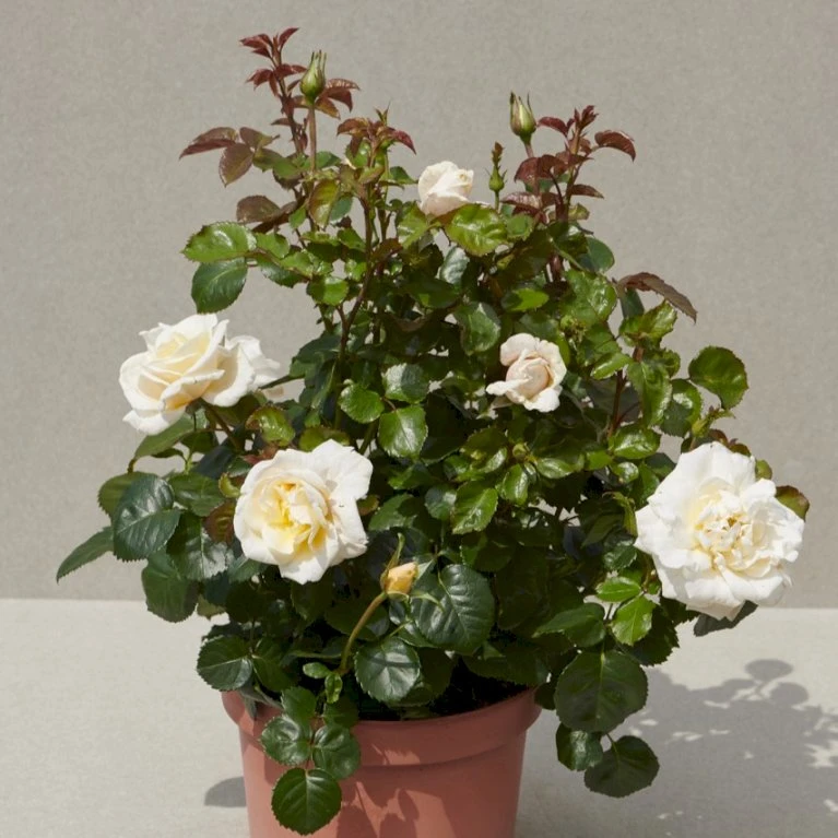 'Baroniet Rosendal™ Renaissance'® Rosa X 'Baroniet Rosendal™ Renaissance'® (Renaissancerose) A-Kvalitet,- Barrods Roser Min. 3 Grene 6 'Baroniet Rosendal™ Renaissance'® Rosa X 'Baroniet Rosendal™ Renaissance'® (Renaissancerose) A-Kvalitet,- Barrods Roser Min. 3 Grene - Billede 6