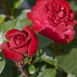 'Birthe Kjær™ Renaissance'® Rosa X 'Birthe Kjær™ Renaissance'® (Renaissancerose) A-Kvalitet,- Barrods Roser Min. 3 Grene -Osmo Salgsbutik p35345 52116 rosa x birthe kjaer renaissance renaissancerose ba8e