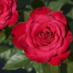 'Birthe Kjær™ Renaissance'® Rosa X 'Birthe Kjær™ Renaissance'® (Renaissancerose) A-Kvalitet,- Barrods Roser Min. 3 Grene -Osmo Salgsbutik p35345 52117 rosa x birthe kjaer renaissance renaissancerose fbad