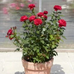 'Birthe Kjær™ Renaissance'® Rosa X 'Birthe Kjær™ Renaissance'® (Renaissancerose) A-Kvalitet,- Barrods Roser Min. 3 Grene -Osmo Salgsbutik p35345 52119 rosa x birthe kjaer renaissance renaissancerose 3ec2