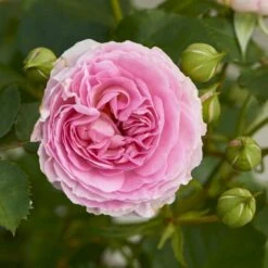 'Joleen™ Renaissance'® Rosa X 'Joleen™ Renaissance'® (Renaissancerose) A-Kvalitet,- Barrods Roser Min. 3 Grene