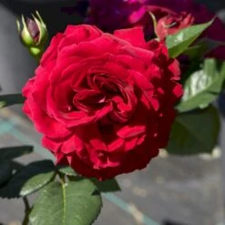 'Katherine™ Renaissance'® Rosa X 'Katherine™ Renaissance'® (Renaissance) A-Kvalitet,- Barrods Roser Min. 3 Grene