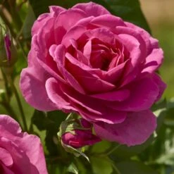 'Lea™ Renaissance'® Rosa X 'Lea™ Renaissance'® (Renaissancerose) A-Kvalitet,- Barrods Roser Min. 3 Grene -Osmo Salgsbutik p35348 52155 rosa x lea renaissance renaissancerose 07ab