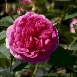 'Lea™ Renaissance'® Rosa X 'Lea™ Renaissance'® (Renaissancerose) A-Kvalitet,- Barrods Roser Min. 3 Grene -Osmo Salgsbutik p35348 52156 rosa x lea renaissance renaissancerose 16db