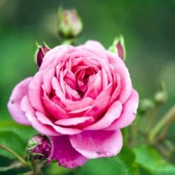 'Lea™ Renaissance'® Rosa X 'Lea™ Renaissance'® (Renaissancerose) A-Kvalitet,- Barrods Roser Min. 3 Grene -Osmo Salgsbutik p35348 52158 rosa x lea renaissance renaissancerose 4179