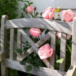 'Lilo™ Renaissance'® Rosa X 'Lilo™ Renaissance'® (Renaissancerose) A-Kvalitet,- Barrods Roser Min. 3 Grene