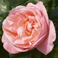 'Lilo™ Renaissance'® Rosa X 'Lilo™ Renaissance'® (Renaissancerose) A-Kvalitet,- Barrods Roser Min. 3 Grene -Osmo Salgsbutik p35349 52160 rosa x lilo renaissance renaissancerose ac86