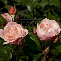 'Lilo™ Renaissance'® Rosa X 'Lilo™ Renaissance'® (Renaissancerose) A-Kvalitet,- Barrods Roser Min. 3 Grene -Osmo Salgsbutik p35349 52161 rosa x lilo renaissance renaissancerose 18b2