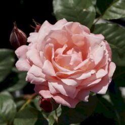 'Lilo™ Renaissance'® Rosa X 'Lilo™ Renaissance'® (Renaissancerose) A-Kvalitet,- Barrods Roser Min. 3 Grene -Osmo Salgsbutik p35349 52162 rosa x lilo renaissance renaissancerose e0cf
