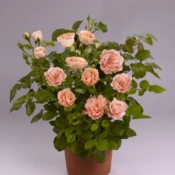 'Mathilde™ Renaissance'® Rosa X 'Mathilde™ Renaissance'® (Renaissancerose) A-Kvalitet,- Barrods Roser Min. 3 Grene -Osmo Salgsbutik p35351 52172 rosa x mathilde renaissance renaissancerose f712