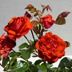 'Odelia™ Renaissance'® (syn. 'Minna'™) Rosa X 'Odelia™ Renaissance'® (Renaissancerose) A-Kvalitet,- Barrods Roser Min. 3 Grene -Osmo Salgsbutik p35353 52191 rosa x odelia renaissance renaissancerose 9065