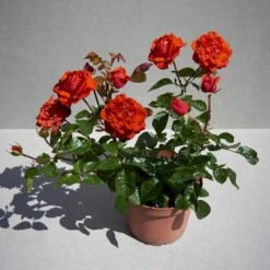 'Odelia™ Renaissance'® (syn. 'Minna'™) Rosa X 'Odelia™ Renaissance'® (Renaissancerose) A-Kvalitet,- Barrods Roser Min. 3 Grene -Osmo Salgsbutik p35353 52192 rosa x odelia renaissance renaissancerose 2d75