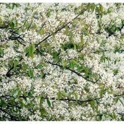 Canadisk Bærmispel Amelanchier Lamarckii Potte 4,0 Liter,- 50-60 Cm. -Osmo Salgsbutik p35354 37494 amelanchier lamarckii b7f8