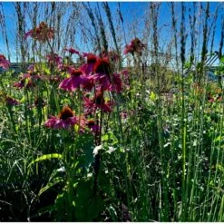 Blåtop 'Edith Dudszus' Molinia Caerulea 'Edith Dudszus' 1 Liter Potte
