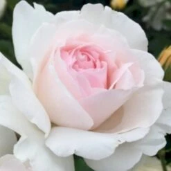 'Emmelie De Forest Forever'™ Rosa X 'Emmelie De Forest Forever'™ (Buketrose) A-Kvalitet,- Barrods Roser Min. 3 Grene -Osmo Salgsbutik p35394 51468 rosa x emmelie de forest forever buketrose 9b4f