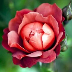 'Hot Chocolate' Rosa X 'Hot Chocolate' (Buketrose) A-Kvalitet,- Barrods Roser Min. 3 Grene -Osmo Salgsbutik p35397 51535 rosa x hot chocolate buketrose 1519