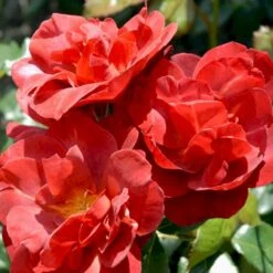 'Hot Chocolate' Rosa X 'Hot Chocolate' (Buketrose) A-Kvalitet,- Barrods Roser Min. 3 Grene -Osmo Salgsbutik p35397 51536 rosa x hot chocolate buketrose 0e7f