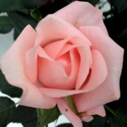 'Sweet Love Forever'™ Rosa X 'Sweet Love Forever'™ (Buketrose) A-Kvalitet,- Barrods Roser Min. 3 Grene -Osmo Salgsbutik p35399 52032 rosa x sweet love forever buketrose 3518