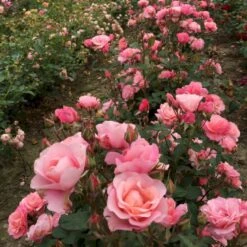 'Sweet Love Forever'™ Rosa X 'Sweet Love Forever'™ (Buketrose) A-Kvalitet,- Barrods Roser Min. 3 Grene -Osmo Salgsbutik p35399 52033 rosa x sweet love forever buketrose 79af