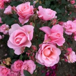 'Sweet Love Forever'™ Rosa X 'Sweet Love Forever'™ (Buketrose) A-Kvalitet,- Barrods Roser Min. 3 Grene -Osmo Salgsbutik p35399 52034 rosa x sweet love forever buketrose 2e9a