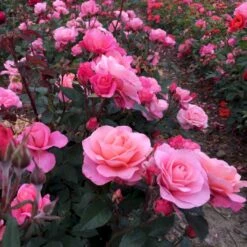 'Sweet Love Forever'™ Rosa X 'Sweet Love Forever'™ (Buketrose) A-Kvalitet,- Barrods Roser Min. 3 Grene -Osmo Salgsbutik p35399 52035 rosa x sweet love forever buketrose 0bd3