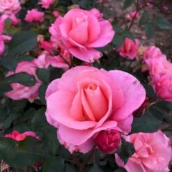'Sweet Love Forever'™ Rosa X 'Sweet Love Forever'™ (Buketrose) A-Kvalitet,- Barrods Roser Min. 3 Grene -Osmo Salgsbutik p35399 52036 rosa x sweet love forever buketrose a2b8