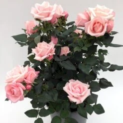'Sweet Love Forever'™ Rosa X 'Sweet Love Forever'™ (Buketrose) A-Kvalitet,- Barrods Roser Min. 3 Grene -Osmo Salgsbutik p35399 52037 rosa x sweet love forever buketrose 0101