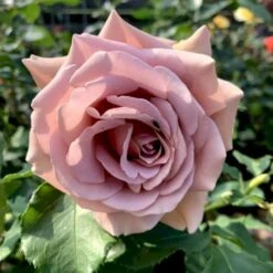 'Koko Loco' Rosa X 'Koko Loco' (Storblomstrende) A-Kvalitet,- Barrods Roser Min. 3 Grene -Osmo Salgsbutik p35400 53305 rosa x koko loco storblomstrende e89a