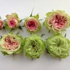 'Loves Me® Tender'™ Rosa X 'Loves Me® Tender'™ (Buketrose) A-Kvalitet,- Barrods Roser Min. 3 Grene -Osmo Salgsbutik p35408 51674 rosa x rosa loves me tender buketrose c01e