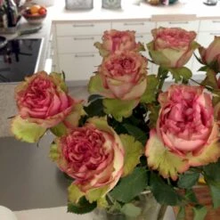 'Loves Me® Tender'™ Rosa X 'Loves Me® Tender'™ (Buketrose) A-Kvalitet,- Barrods Roser Min. 3 Grene -Osmo Salgsbutik p35408 51676 rosa x rosa loves me tender buketrose 3a0a