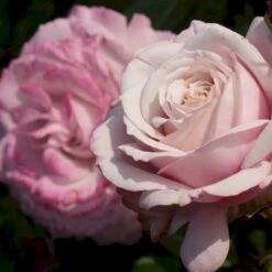 'Rosenfaszination'® Rosa X 'Rosenfaszination'® (Buketrose) A-Kvalitet,- Barrods Roser Min. 3 Grene -Osmo Salgsbutik p35410 53639 rosa x rosenfaszination buketrose db22