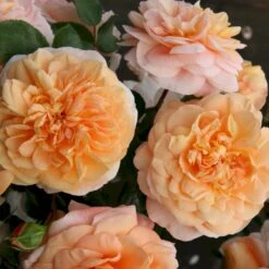 'Sangerhäuser Jubiläumsrose'® Rosa X 'Sangerhäuser Jubiläumsrose'® (Buketrose) A-Kvalitet,- Barrods Roser Min. 3 Grene -Osmo Salgsbutik p35411 53647 rosa x sangerhaeuser jubilaeumsrose buketrose bf3c