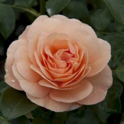 'Sangerhäuser Jubiläumsrose'® Rosa X 'Sangerhäuser Jubiläumsrose'® (Buketrose) A-Kvalitet,- Barrods Roser Min. 3 Grene -Osmo Salgsbutik p35411 53648 rosa x sangerhaeuser jubilaeumsrose buketrose 0488