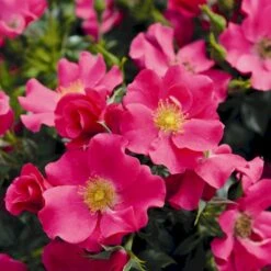 'Stadt Rom'® Rosa X 'Stadt Rom'® (Buketrose) A-Kvalitet,- Barrods Roser Min. 3 Grene -Osmo Salgsbutik p35416 54041 rosa x stadt rom buketrose 93a3