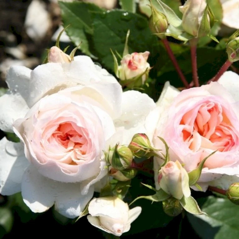 'Stephanie Baronin Zu Guttenberg'® Rosa X 'Stephanie Baronin Zu Guttenberg'® (Buketrose) A-Kvalitet,- Barrods Roser Min. 3 Grene 1 'Stephanie Baronin Zu Guttenberg'® Rosa X 'Stephanie Baronin Zu Guttenberg'® (Buketrose) A-Kvalitet,- Barrods Roser Min. 3 Grene