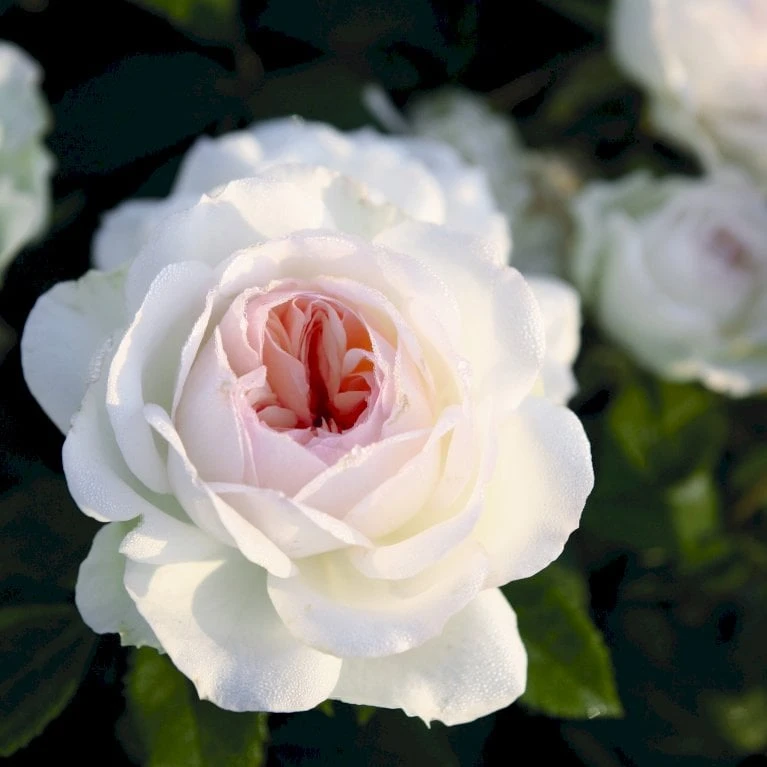 'Stephanie Baronin Zu Guttenberg'® Rosa X 'Stephanie Baronin Zu Guttenberg'® (Buketrose) A-Kvalitet,- Barrods Roser Min. 3 Grene 3 'Stephanie Baronin Zu Guttenberg'® Rosa X 'Stephanie Baronin Zu Guttenberg'® (Buketrose) A-Kvalitet,- Barrods Roser Min. 3 Grene - Billede 3
