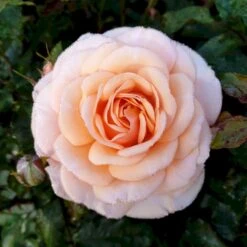 'Sweet Honey'® Rosa X 'Sweet Honey'® (Buketrose) A-Kvalitet,- Barrods Roser Min. 3 Grene -Osmo Salgsbutik p35418 53665 rosa x sweet honey buketrose 2704