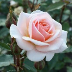 'Sweet Honey'® Rosa X 'Sweet Honey'® (Buketrose) A-Kvalitet,- Barrods Roser Min. 3 Grene -Osmo Salgsbutik p35418 53666 rosa x sweet honey buketrose 59e7