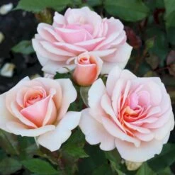 'Sweet Honey'® Rosa X 'Sweet Honey'® (Buketrose) A-Kvalitet,- Barrods Roser Min. 3 Grene -Osmo Salgsbutik p35418 53667 rosa x sweet honey buketrose 054a